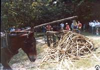1978 07 01 13 Eno Park Folk Festival.jpg